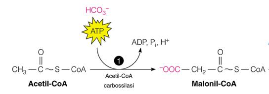 biotina Acetil-CoA carbossilasi un gruppo malonilico e un gruppo acetilico vengono trasferiti sul complesso