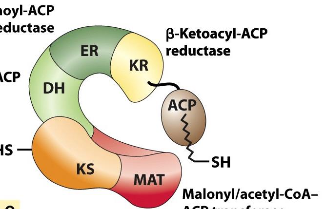 sua attività enzimatica (ER) Enoil-ACP reduttasi (DH) β-idrossiacil- ACP deidratasi (KS) β-chetoacil -ACP