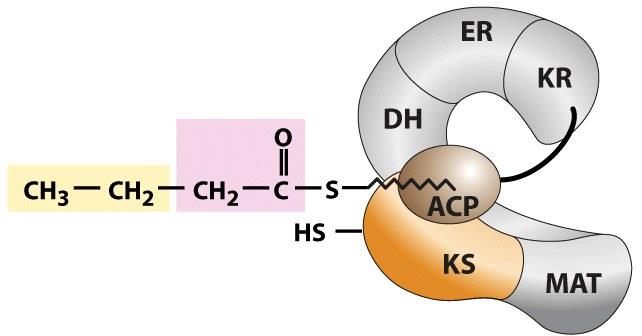 NADP + Butirril-ACP La catena acilica (4 atomi di C) viene trasferita