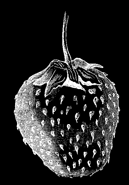 Fragoline di bosco sottospirito Ricetta tipica delle campagne del cesenate, tradizionalmente terra ricca di fragole.