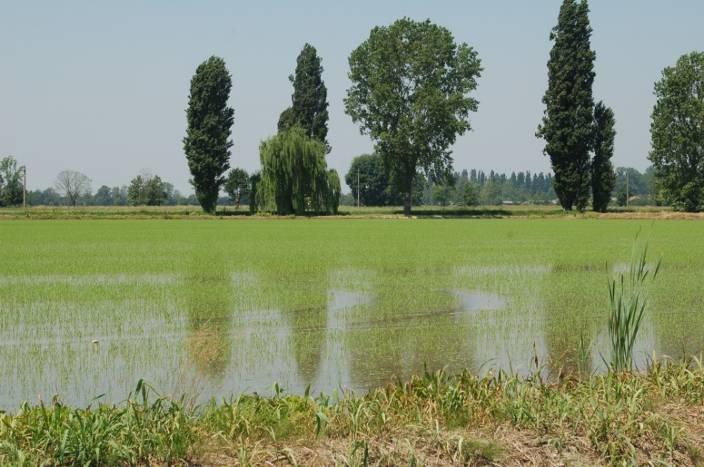 Figura 1 Risaia allagata nei pressi di Vignate L attività antropica è particolarmente attiva già dal Medioevo, dove queste aree sono state profondamente modificate con opere idrauliche a fini