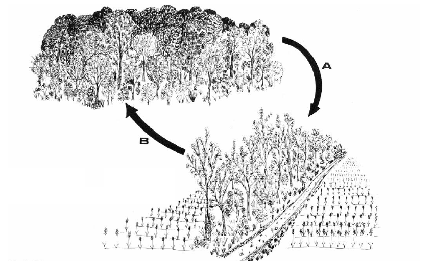 di piante da bosco ai margini parzialmente esposti suggerisce che le siepi possono collegare popolazioni che si trovano nei rimanenti frammenti di foresta.