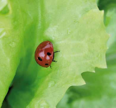 con buona tenuta alla salita a seme Varietà che necessita di concimazioni