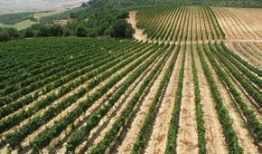 Puglia, prodotti DOC. Il Programma di Sviluppo Rurale predispone un pacchetto di azioni mirate a favorire l innovazione, la ricerca e l ammodernamento delle aziende agricole.