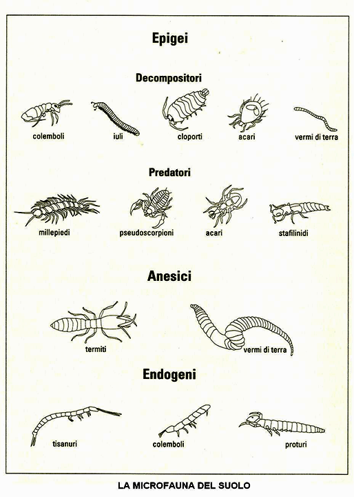 IL LOMBRICO Il lombrico impasta nel suo intestino le sostanze minerali ed organiche e le trasforma in complessi stabili argilla-humus.