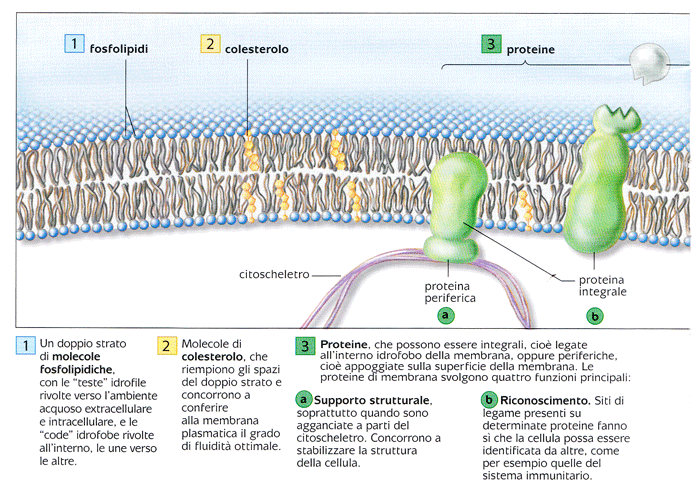 che possono modificarne l attività. Per esempio, un dato segnale può incrementare la produzione di una certa proteina a opera di un determinato tipo di cellule.