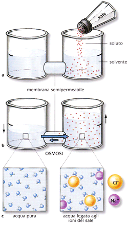 FIG 6 L osmosi all opera. a. Una soluzione acquosa è suddivisa in due scomparti da una membrana semipermeabile.