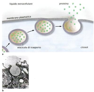 Infine, prende il nome di pinocitosi se l endocitosi riguarda particelle liquide. FIG 8 L esocitosi. a.