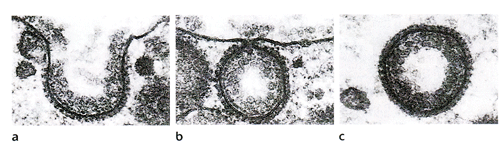 Successivamente, questo tratto della membrana si apre e quello che era il contenuto della vescicola viene rilasciato nel liquido extracellulare. b.