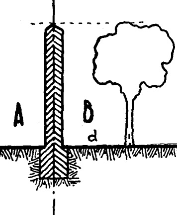decorrono, secondo logica, dal momento in cui l'albero germoglia dal seme, ma dal momento in cui è chiaro, in concreto, che diverrà una pianta superiore e tre metri).