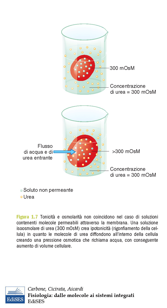 Coefficiente di riflessione membranale (σ) oss = teor σ = 1 le particelle non