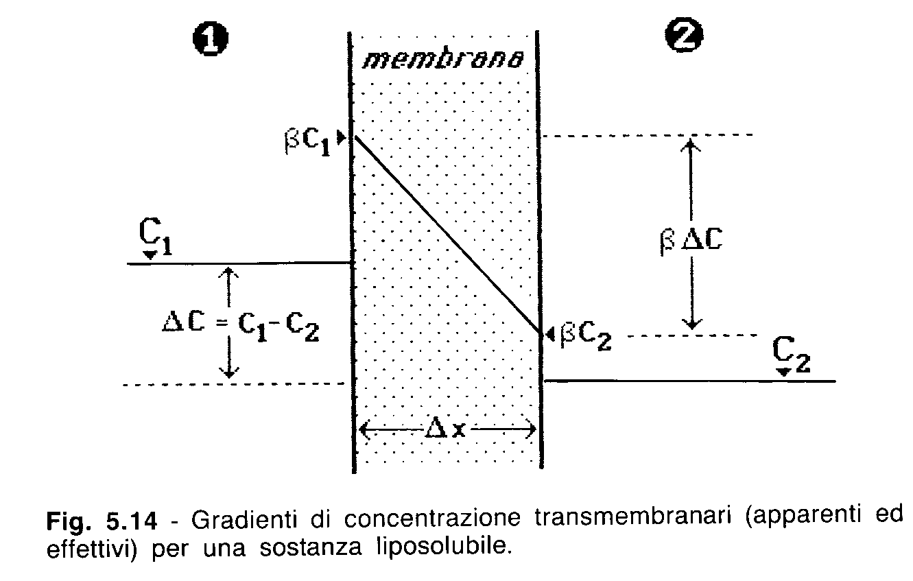 diffusione della sostanza nel materiale costitutivo della membrana.