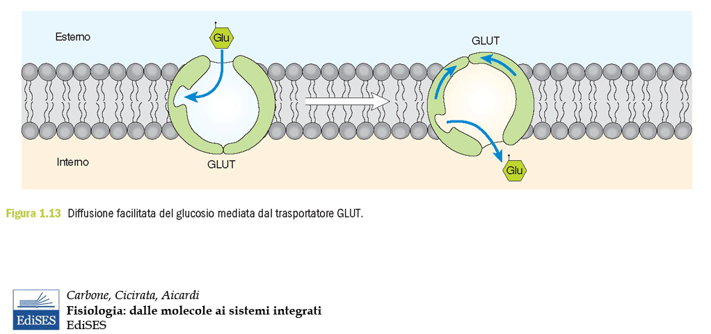 Diffusione facilitata GLUT (Glucose Transporter) = proteina di 40-60