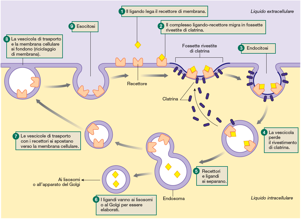 Endocitosi mediata da recettore Destino dei recettori: Il recettore ritorna dallo stesso dominio della membrana da cui proveniva,