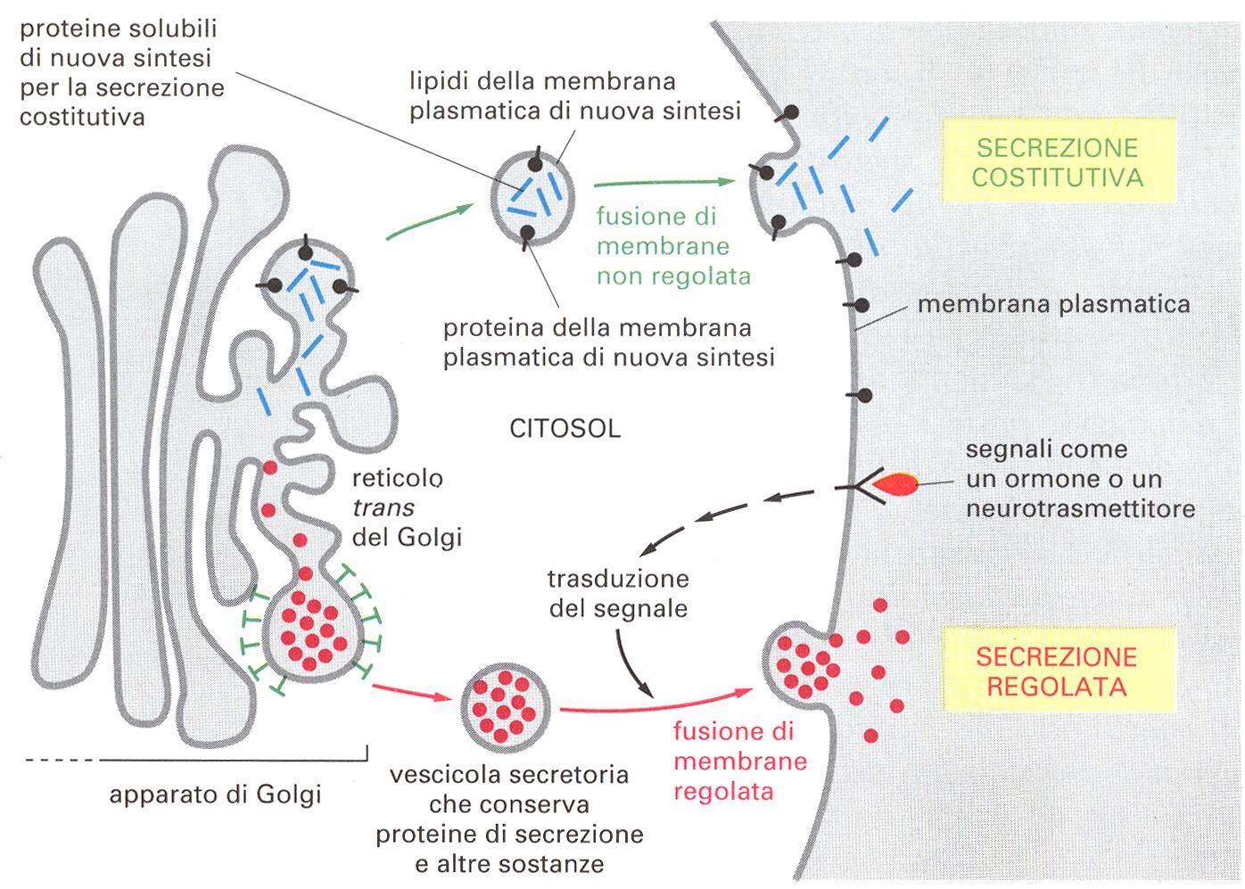 Esocitosi Vescicole secretorie. Le proteine sono soggette a tagli proteolitici durante la formazione delle vescicole secretorie (encefalina).