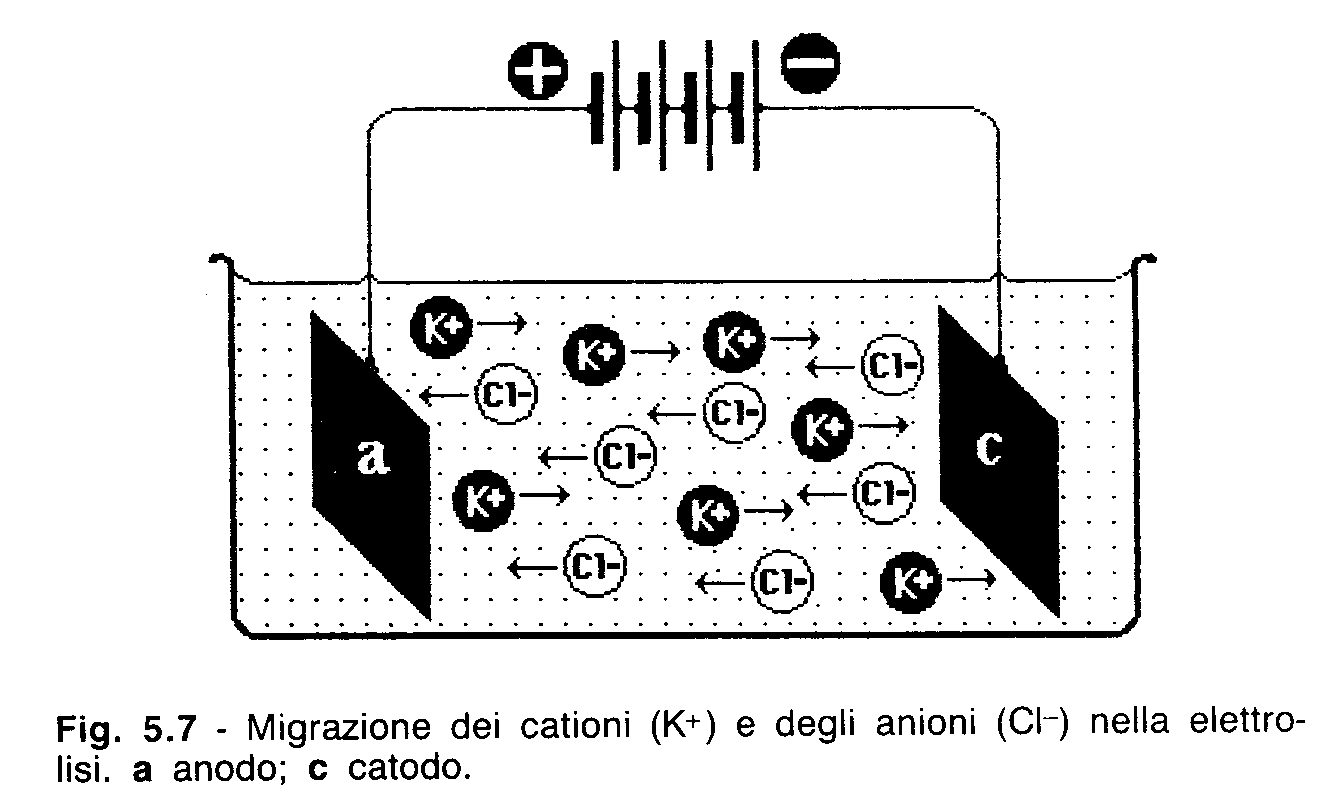 Migrazione in un campo elettrico F e = z k e (V a V c ) z k e = conduttività