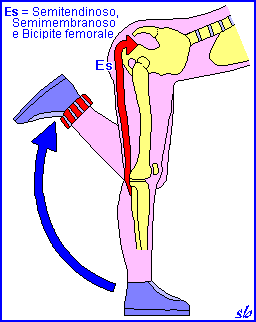Flessioni di una gamba Nella flessione della gamba sulla coscia, la posizione di busto inclinato comporta anche la flessione