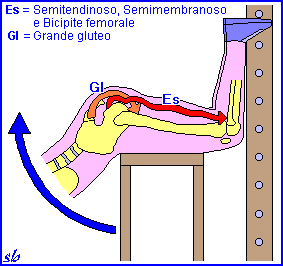 La posizione di flessione delle gambe avvicina i capi di inserzione dei muscoli Semitendinoso, Semimembranoso e Bicipite femorale (Es).