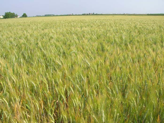 SEMINA DIRETTA (SENZA ARATURA) E CONCIMAZIONE ORGANICA LOCALIZZATA ALLA SEMINA DI GRANO