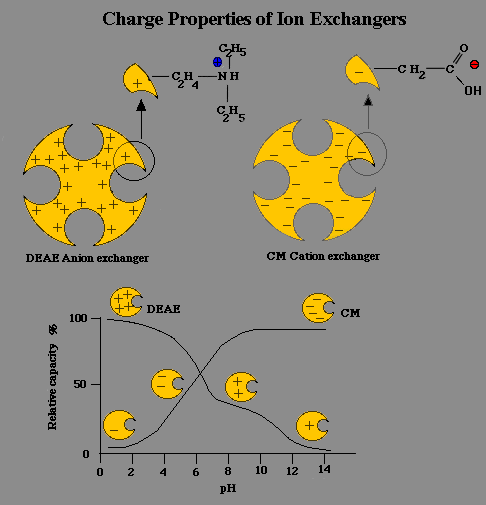 8 CROMATOGRAFIA A SCAMIO IONICO In questo tipo di cromatografia, l adsorbimento delle particelle sulla fase stazionaria è determinato da interazioni di tipo elettrostatico (gruppi con cariche di