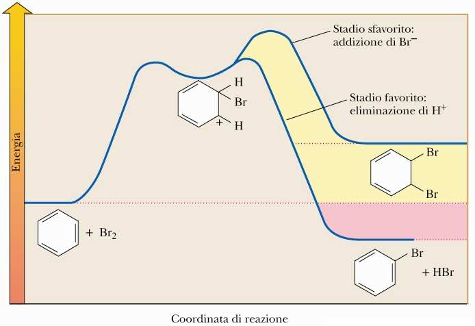 Diagramma della variazione di energia potenziale per le reazioni di