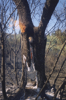 Effetti del fuoco sulla vegetazione: EFFETTI DIRETTI Il calore prodotto dal fuoco agisce direttamente sui singoli alberi innalzando la temperatura interna delle cellule fino a livelli letali Una