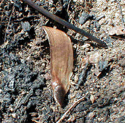Pinus pinea, P. halepensis e P.