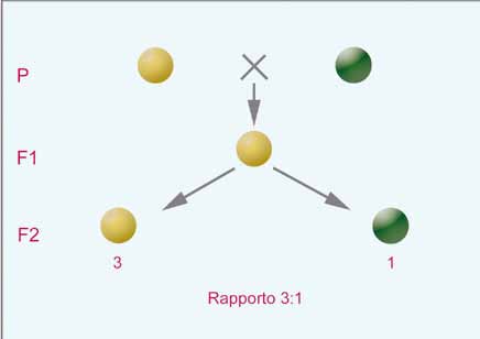 DAI GENI AI SEMI Figura 10 Rappresentazione schematica della Prima Legge di Mendel (legge della segregazione).