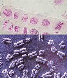 la genetica è alla base delle biotecnologie moderne Figura 12 In alto, cellule dell epidermide di cipolla (osservata al microscopio) nelle quali sono visibili diverse fasi della divisione cellulare.