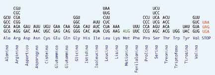 DAI GENI AI SEMI Figura 18 Il codice genetico, scritto per convenzione nella forma in cui appare nelle molecole di mrna (la base uracile -U- sostituisce la base timina -T-).
