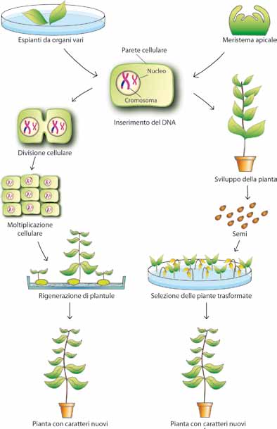 COME SI PRODUCONO LE PIANTE GM Figura 26 Una volta trasferito il gene d interesse nella cellula vegetale è possibile ottenere piante geneticamente modificate direttamente, attraverso la produzione di