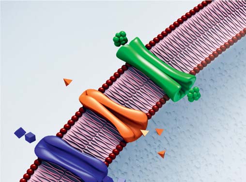 2 3 1 La membrana cellulare ha guardiani che consentono solo a particolari sostanze dientrareeuscire Alcune di queste proteine (1) sono attraversate da un canale che lascia passare solo particolari