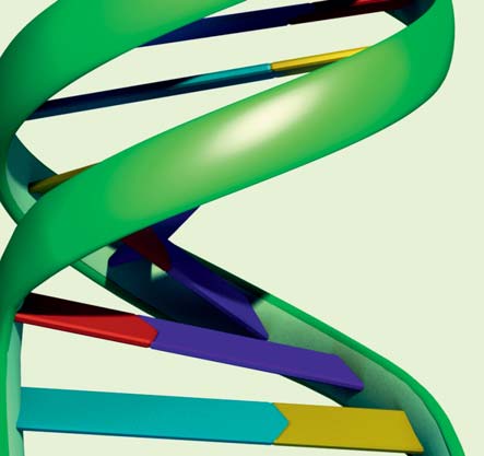 Scoprire tutto questo ha permesso agli scienziati di comprendere un altra caratteristica di questa straordinaria molecola: il DNA e perfetto per essere copiato piuepi u volte.