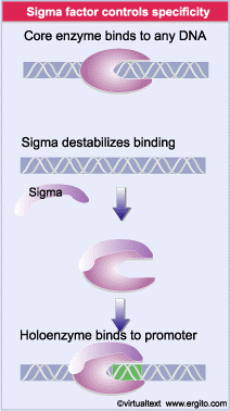 Le funzioni del nucleo enzimatico e del fattore σ Il nucleo enzimatico può sintetizzare RNA su uno stampo di DNA, ma non può iniziare la trascrizione al promotore.