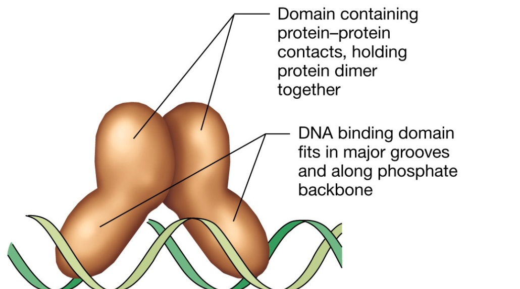 Le proteine che legano il DNA Le interazioni tra proteine ed acidi nuclei sono essenziali per la replicazione, la trascrizione, la traduzione, nonché per la regolazione di tali processi. 1.