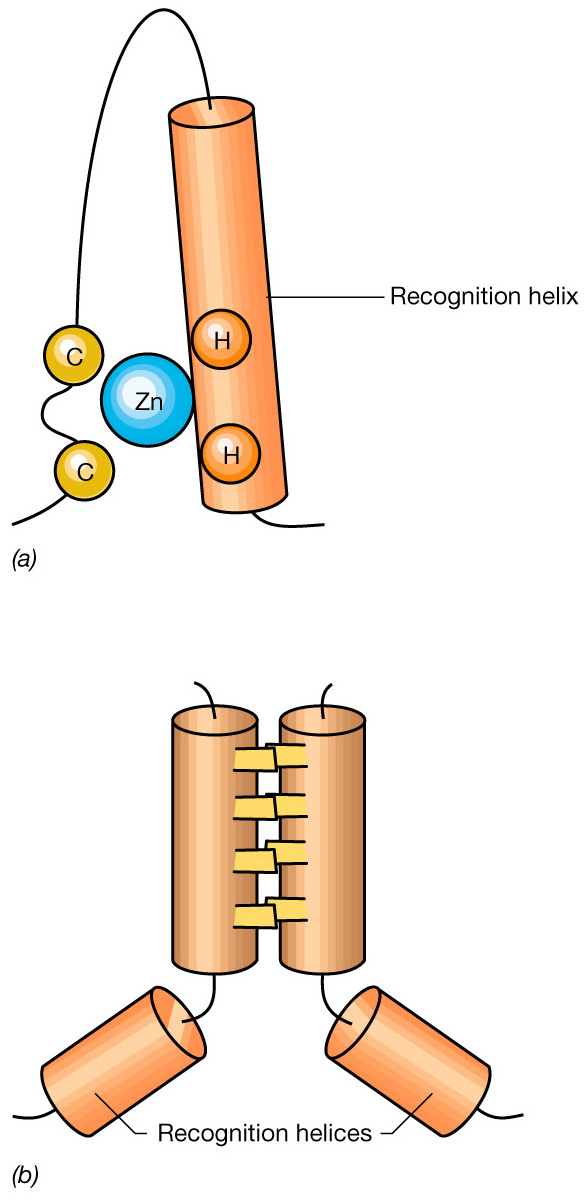 Modello delle substrutture proteiche che si trovano nelle proteine eucariotiche che legano il DNA Nel motivo zinc finger tra gli aa che legano lo ione Zn 2+ vi sono sempre almeno due residui di