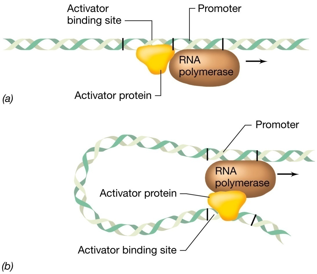 Il controllo positivo La proteina attivatrice può anche interagire direttamente con l RNA polimerasi, sia quando il sito di legame dell attivatore è vicino al promotore, sia quando è lontano,