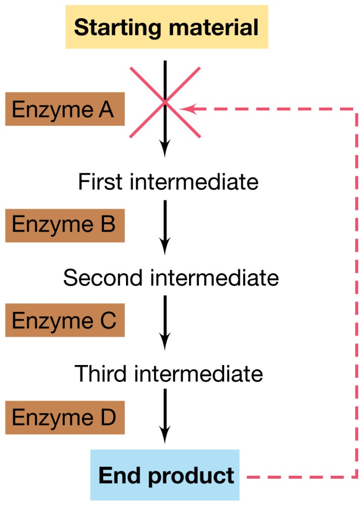 Inibizione da feedback dell attività enzimatica Meccanismo tipico della regolazione di intere vie biosintetiche che coinvolgono diversi passaggi enzimatici. Il prodotto finale (es.
