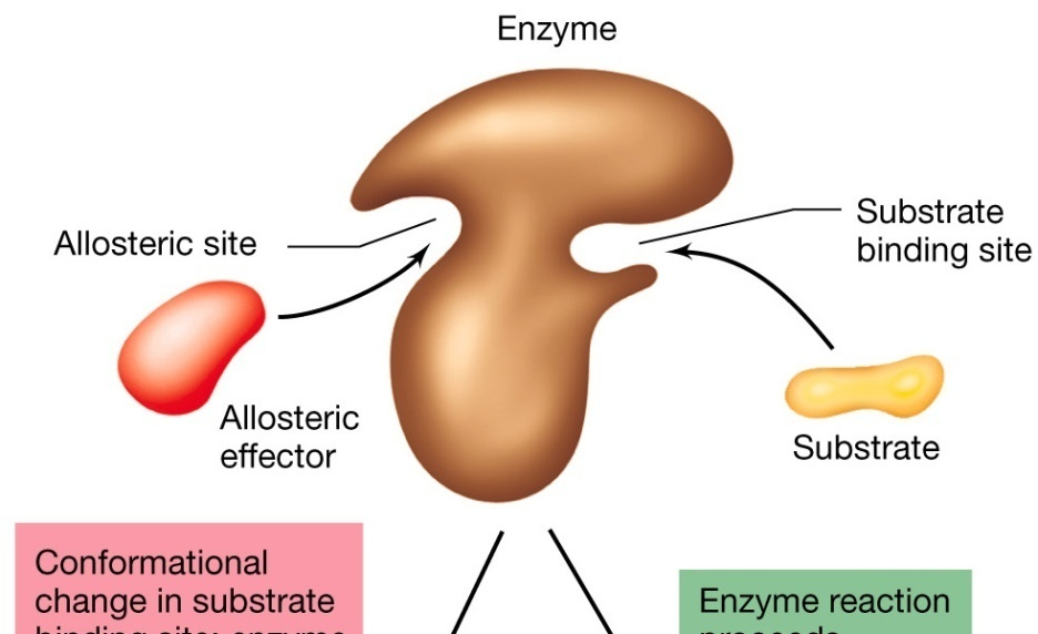 Allosteria L inibizione da feedback è resa possibile da una proprietà dell enzima definita ALLOSTERIA.
