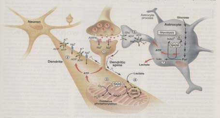 Concetto 5. La Classificazione degli Esami di N-Imaging N Funzionale (f) Radiofarmaco e.g. del processo bio-molecolare che si vuole studiare: conoscere cosa fa il radiofarmaco = richiesta diagnostica accurata 1.