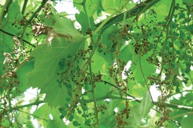 Superiore protezione del grappolo e costanza di risultati Gli attacchi di peronospora sui grappoli sono estremamente dannosi dal punto di vista produttivo e possono portare, nei casi più gravi, alla