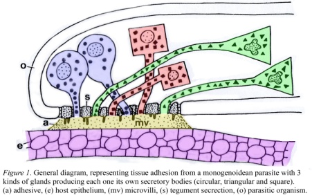 Biological Science Monogenoid ean