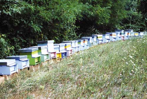 Presentazione Con questa guida ci si propone di offrire agli operatori del settore apistico uno strumento per produrre etichette conformi a leggi e regolamenti vigenti, evitando così eventuali