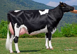 Gli indici di agosto 2012 hanno consacrato New Farm Britt Prince come il toro di second crop più importante nel panorama zootecnico nazionale, ma non solo.