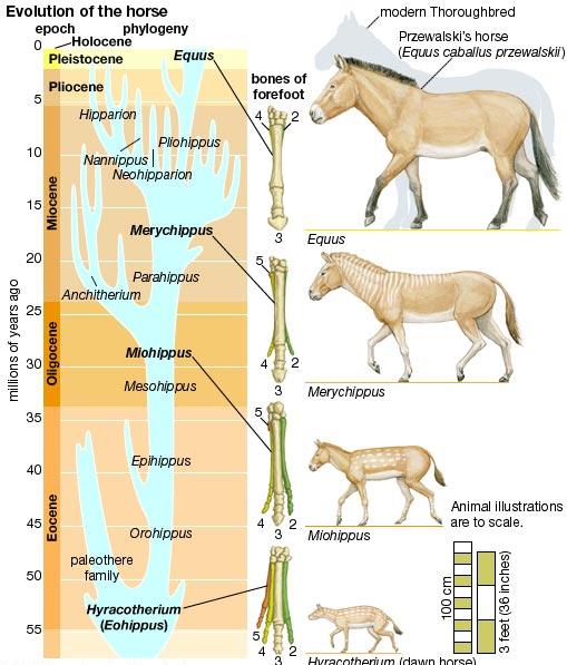 La storia evolutiva del cavallo Secondo la visione evolutiva della vita, dovrebbe essere possibile trovare nella documentazione fossile alcuni collegamenti tra gli organismi estinti e le specie che