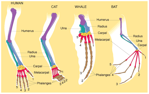 Le prove dell evoluzione: ORGANI OMOLOGHI Sono strutture anatomiche che si ritrovano in specie diverse, che hanno funzioni diverse ma strutture identiche.