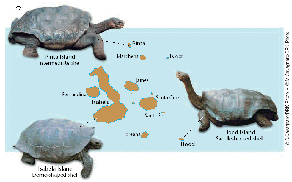 1835 Galapagos L attenzione di Darwin fu attirata anche dalla differenza nella forma delle corazze delle tartarughe giganti, diverse da un isola all altra, tanto che la gente del luogo era in grado
