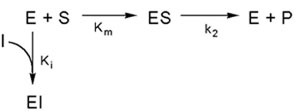 3.4 Effetto della presenza di attivatori/inibitori enzimatici Gli INIBITORI/ATTIVATORI sono composti chimici o ioni metallici capaci di DIMINUIRE/AUMENTARE la velocità di una reazione enzimatica.