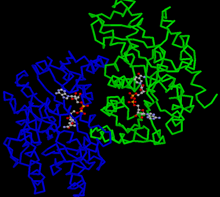 azoto; giallo = fosforo). 1.5 Il sito attivo Il sito attivo è la porzione dell'enzima più direttamente coinvolta nella catalisi.