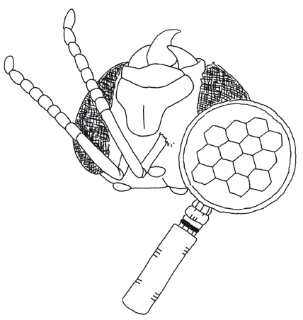 Ingrandimento dell cchio composto Microscopio Occhi semplici Occhi composti Schema degli occhi di un ape Di grande importanza sono le antenne, lunghe e sensibilissime, attraverso le quali l ape